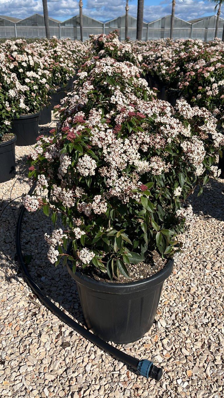 VIBURNUM TINUS Viburno