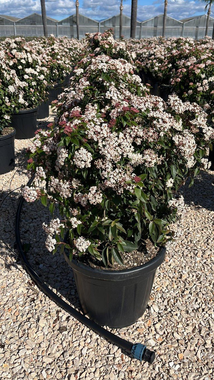 VIBURNUM TINUS Viburno