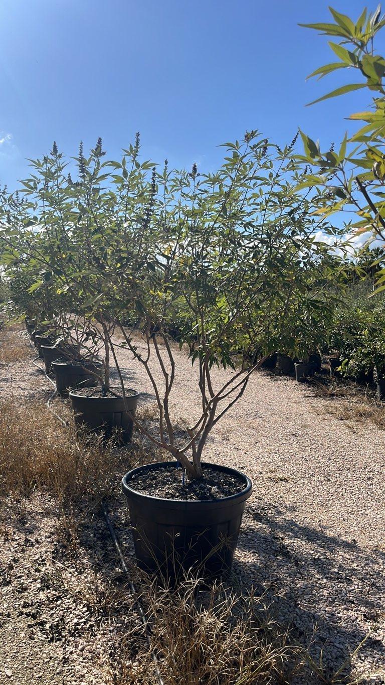 VITEX AGNUS-CASTUS Agnocasto