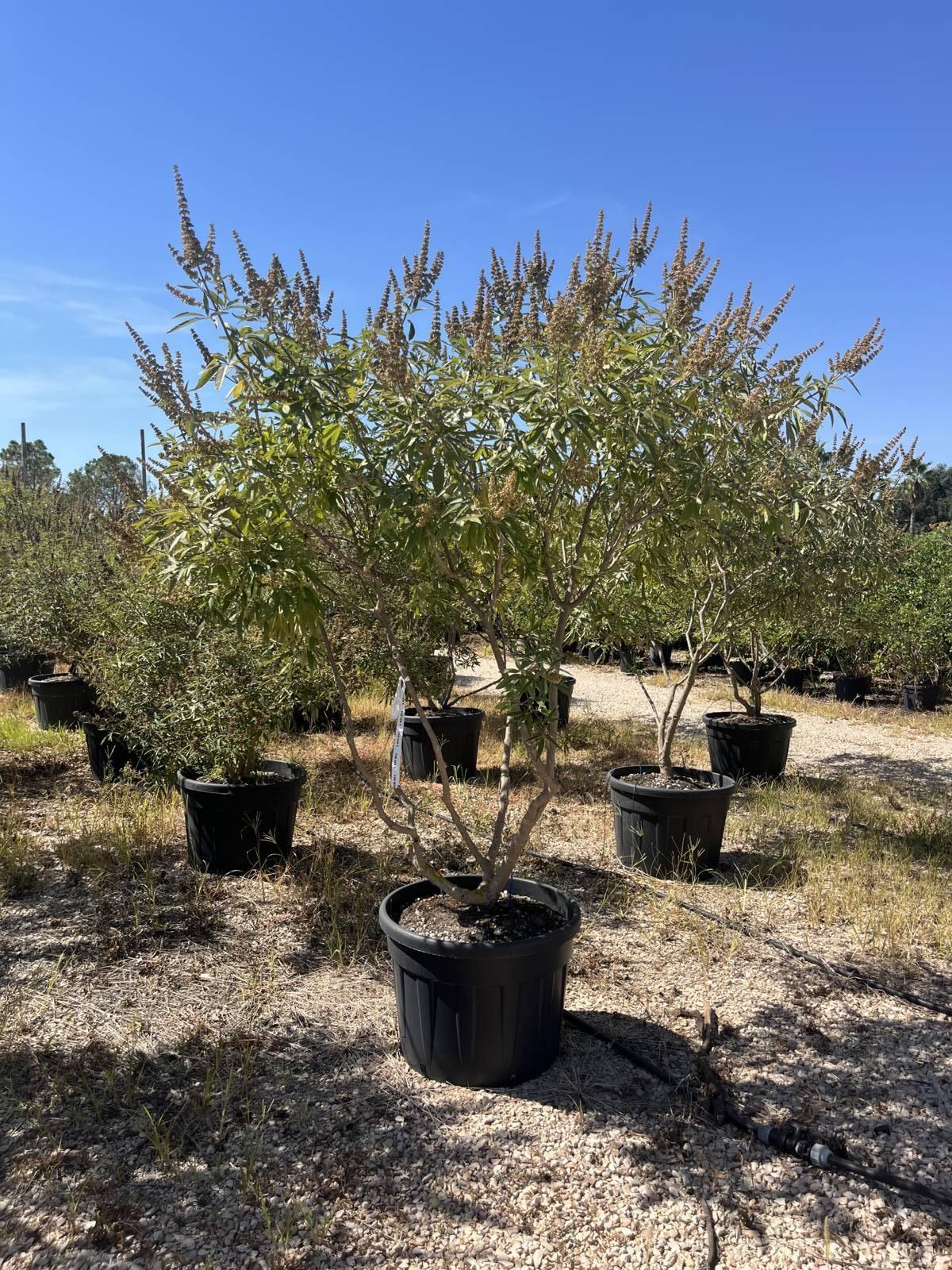 VITEX AGNUS-CASTUS Agnocasto