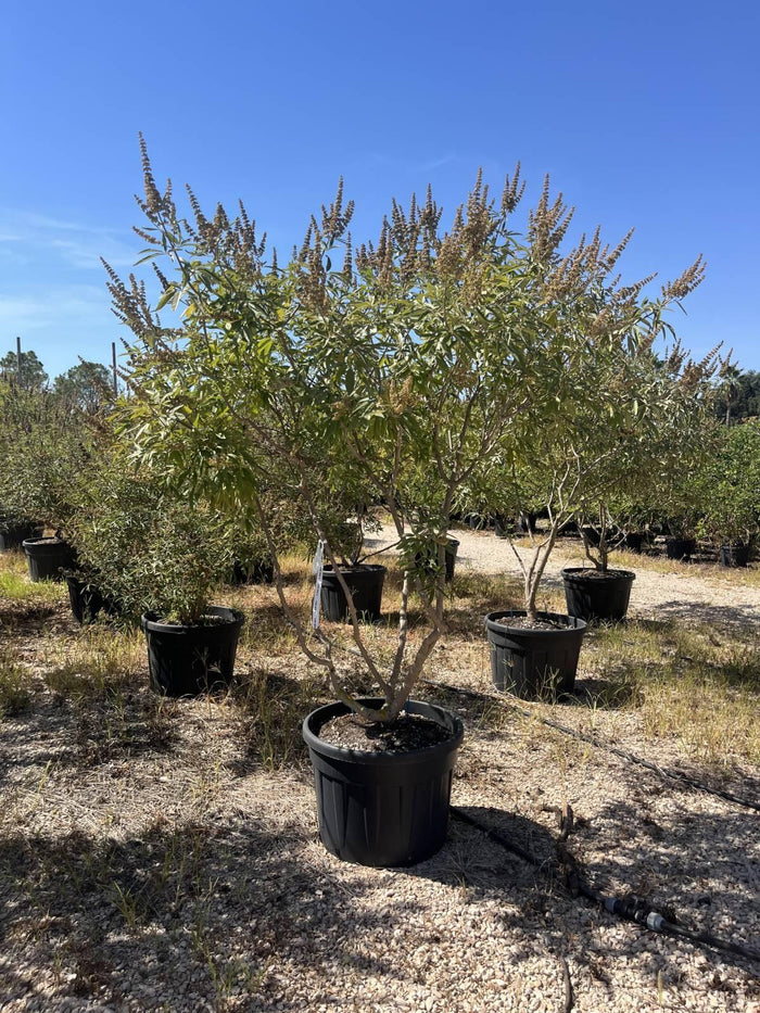 VITEX AGNUS-CASTUS Agnocasto