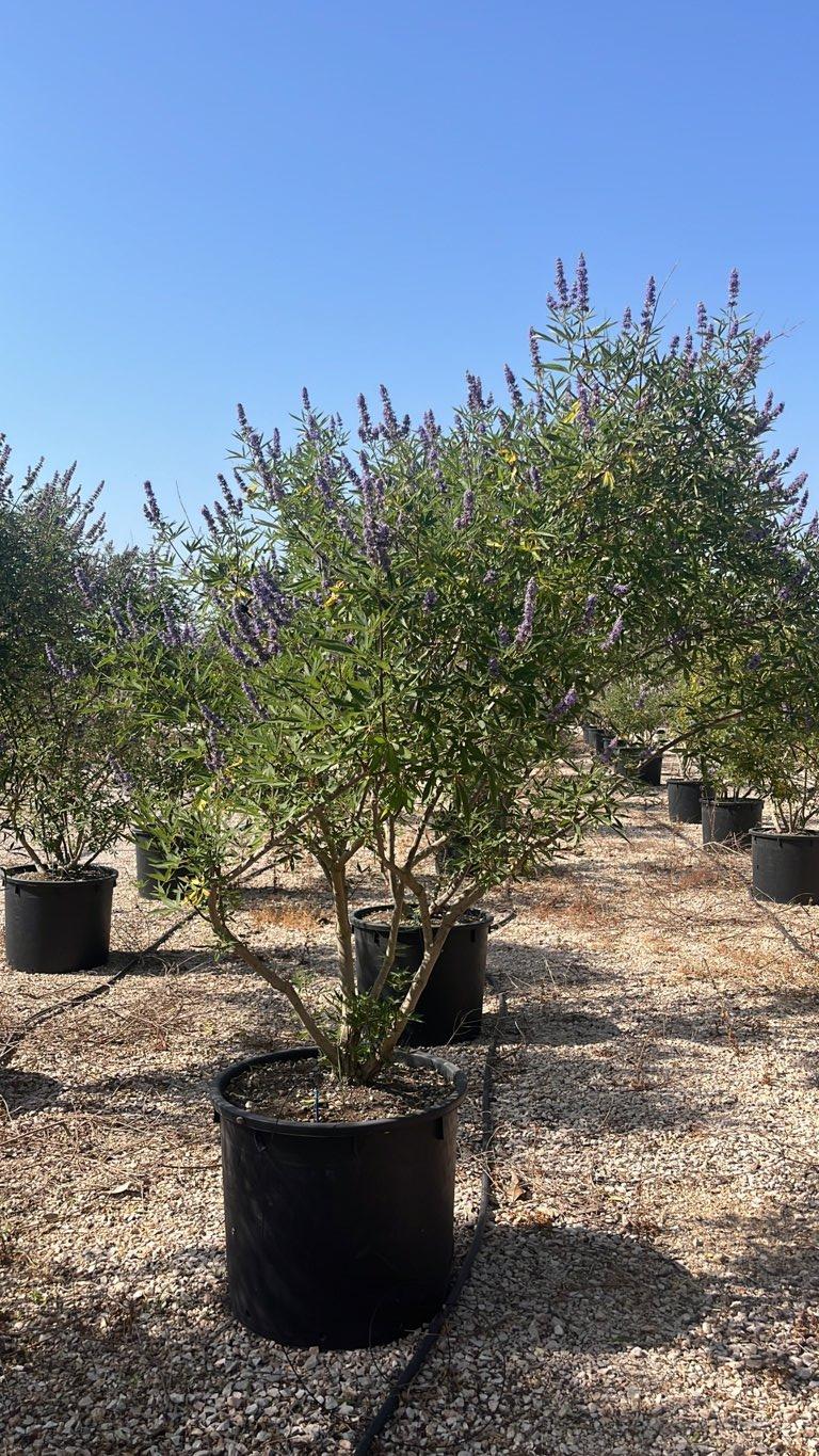 VITEX AGNUS-CASTUS Agnocasto