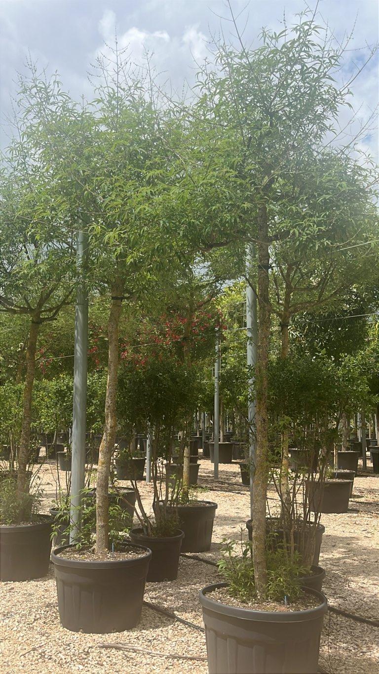 VITEX AGNUS-CASTUS Agnocasto