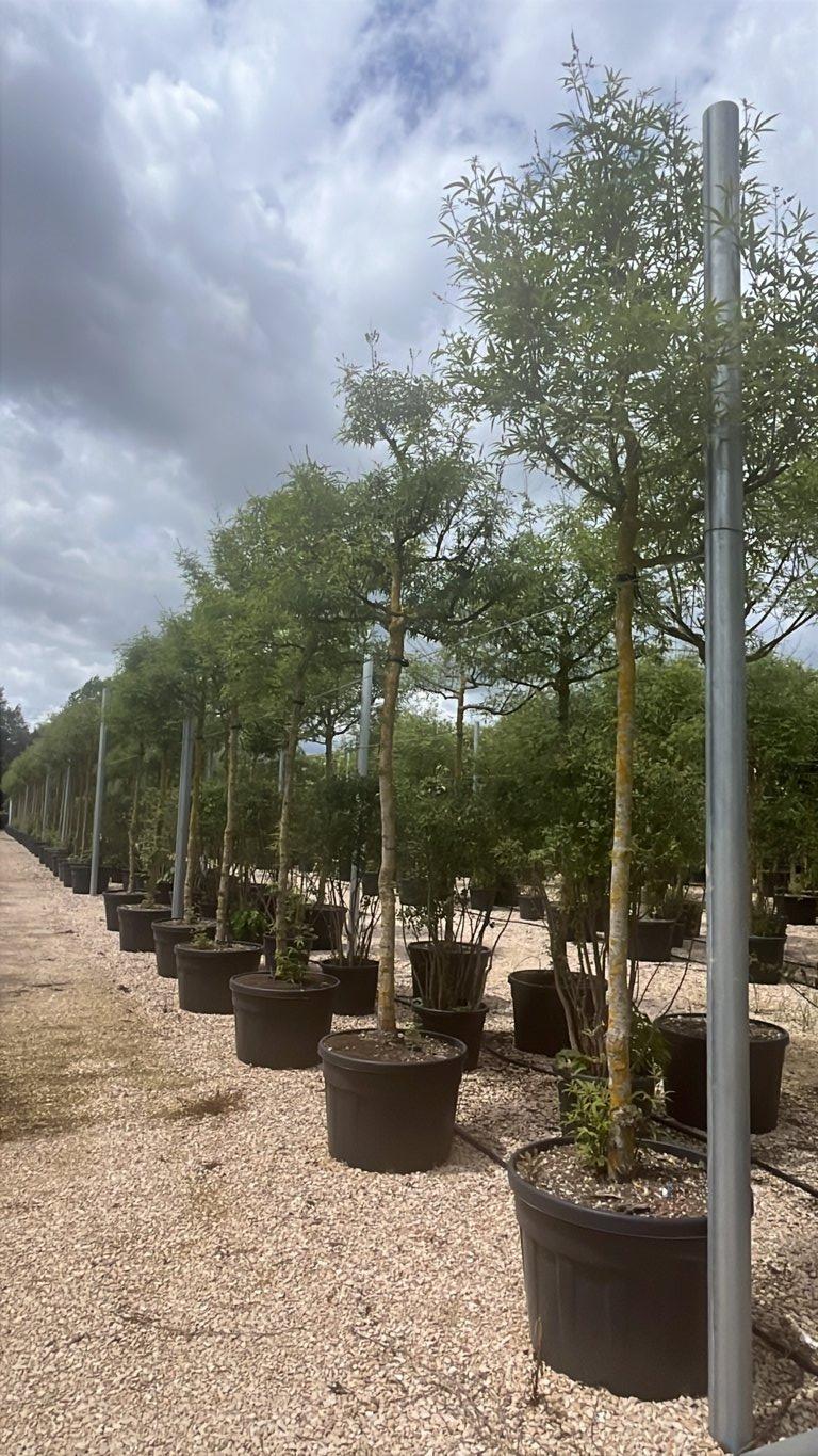 VITEX AGNUS-CASTUS Agnocasto