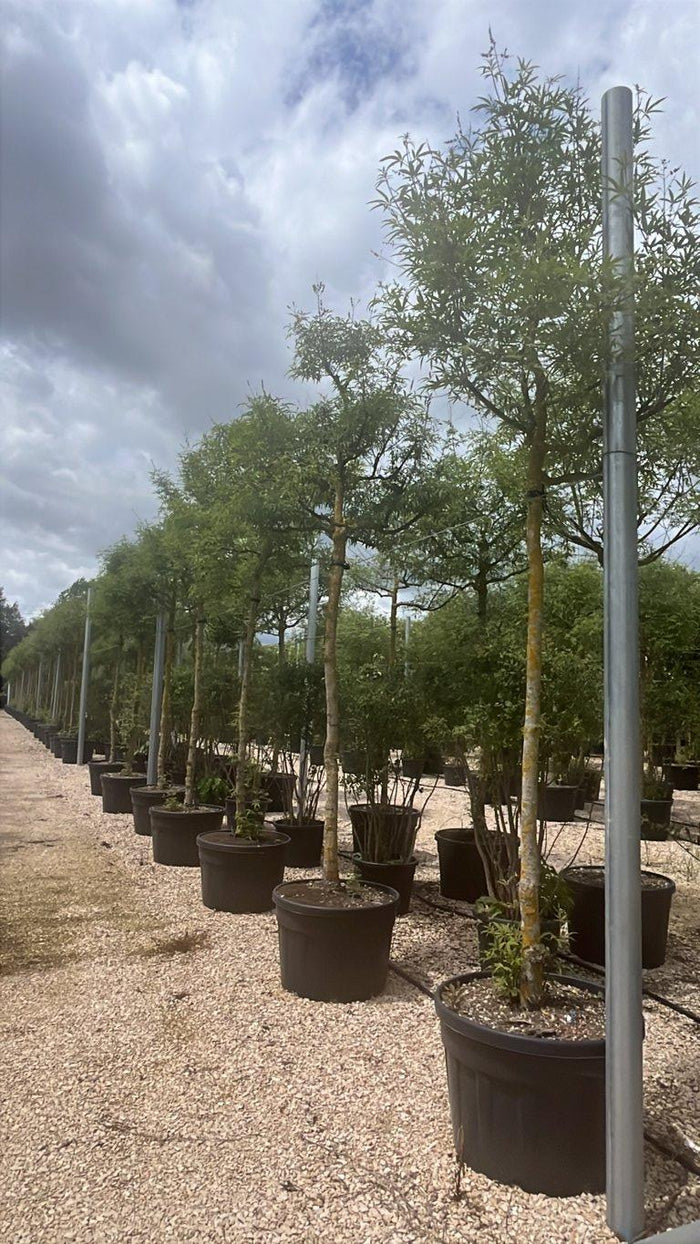VITEX AGNUS-CASTUS Agnocasto