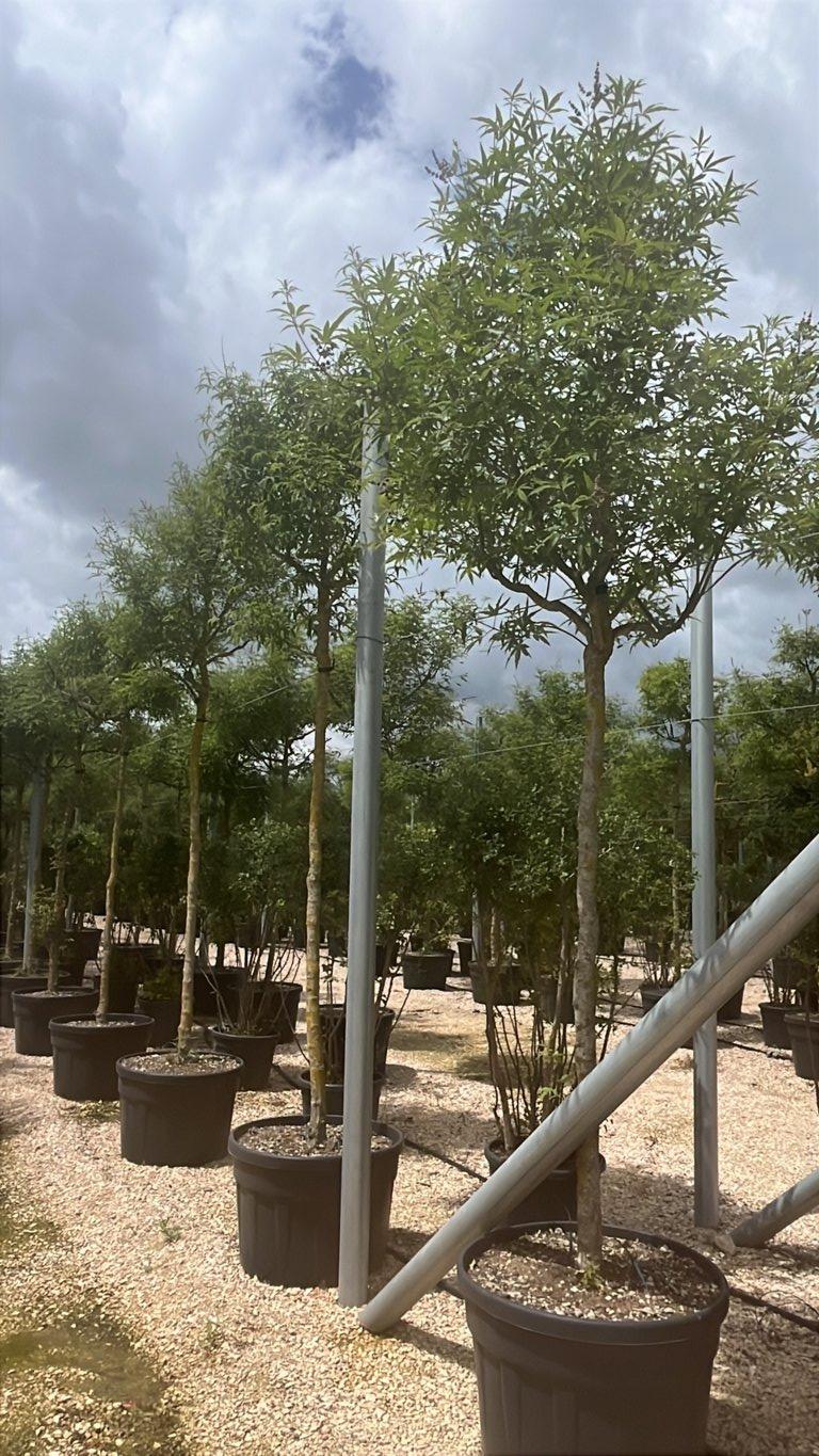 VITEX AGNUS-CASTUS Agnocasto