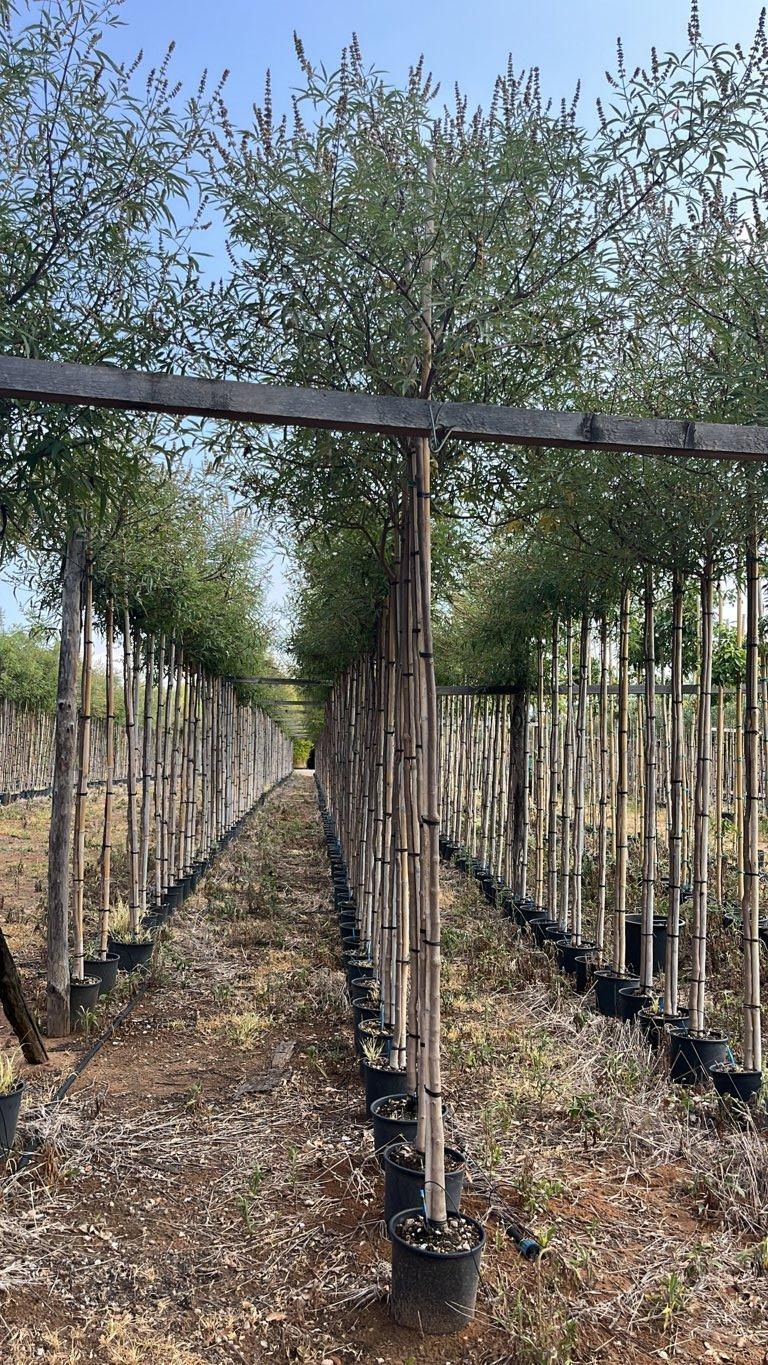 VITEX AGNUS-CASTUS Agnocasto