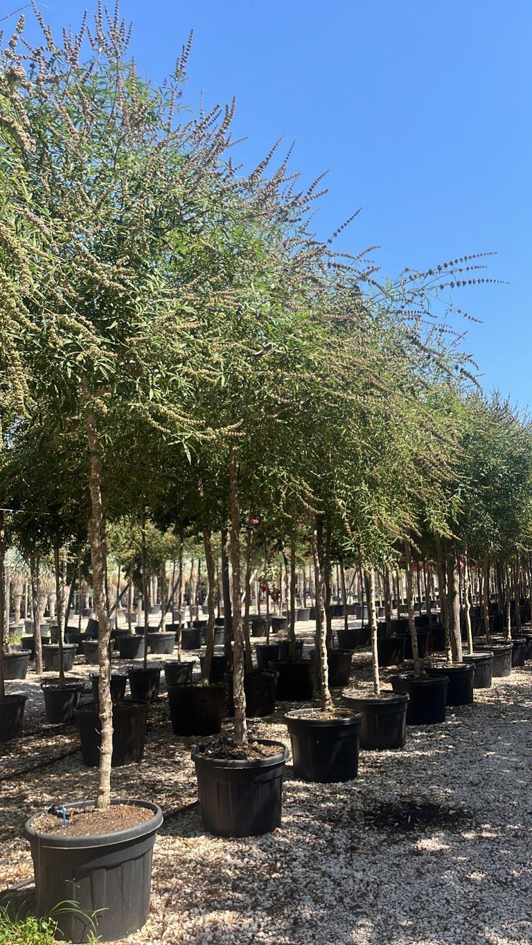 VITEX AGNUS-CASTUS Agnocasto