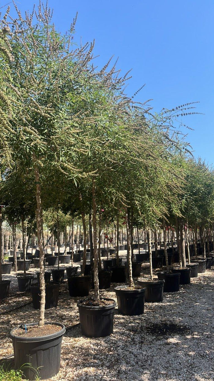 VITEX AGNUS-CASTUS Agnocasto