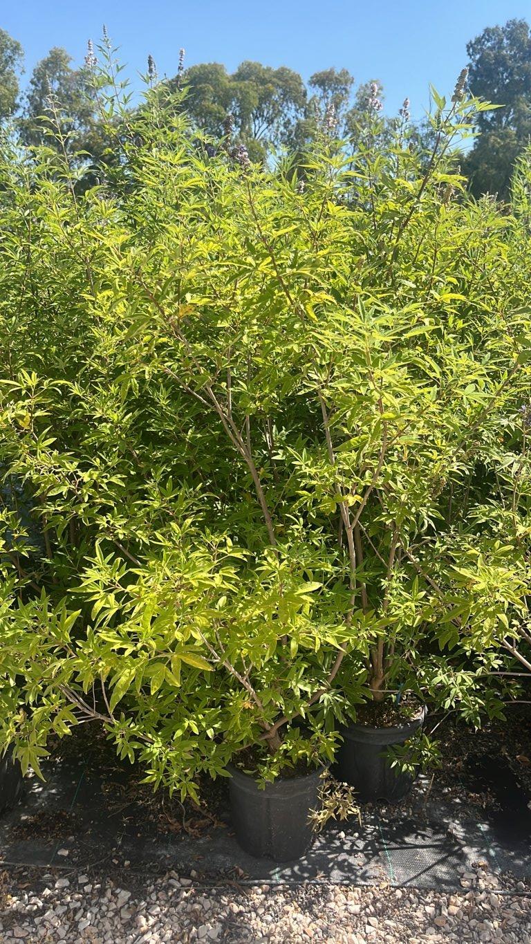 VITEX AGNUS-CASTUS Agnocasto