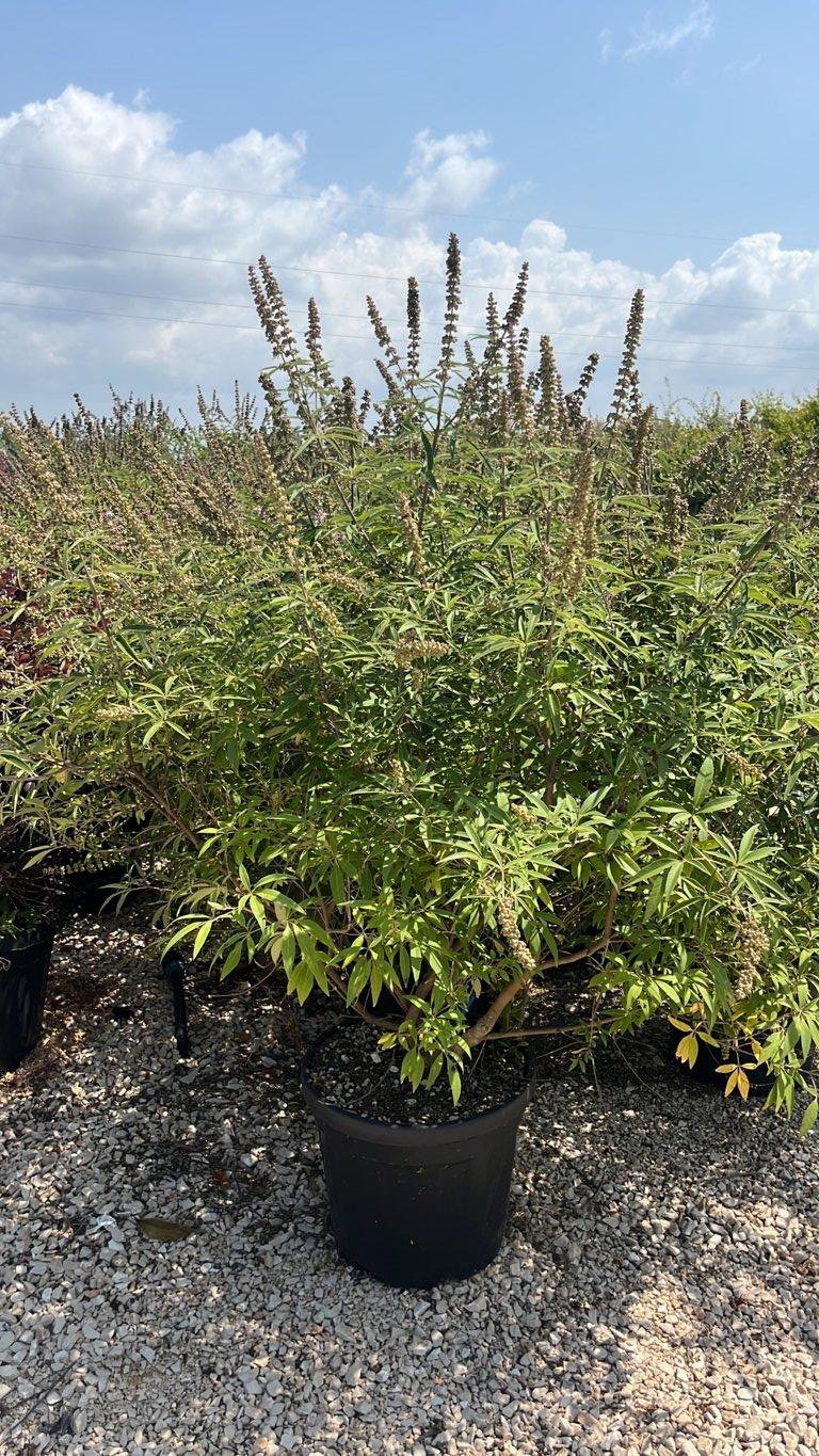 VITEX AGNUS-CASTUS GALACTIC PINK Agnocasto