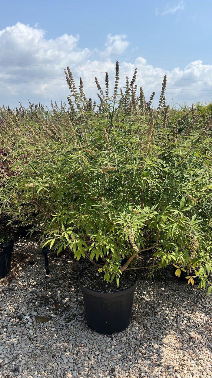 VITEX AGNUS-CASTUS GALACTIC PINK Agnocasto
