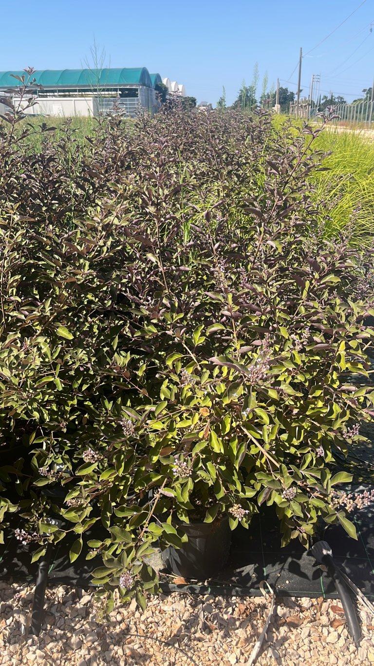 VITEX TRIFOLIA PURPUREA Agno casto purpureo