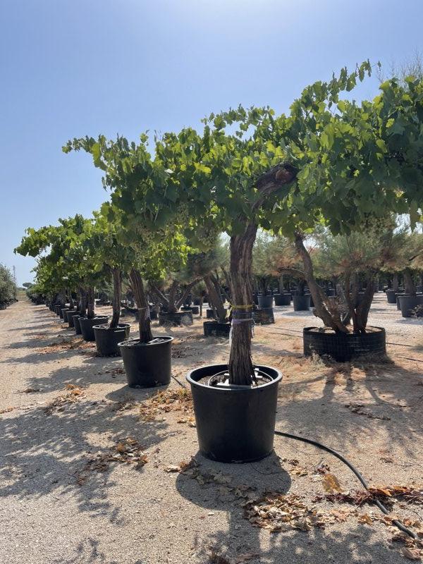 VITIS VINIFERA Vite comune