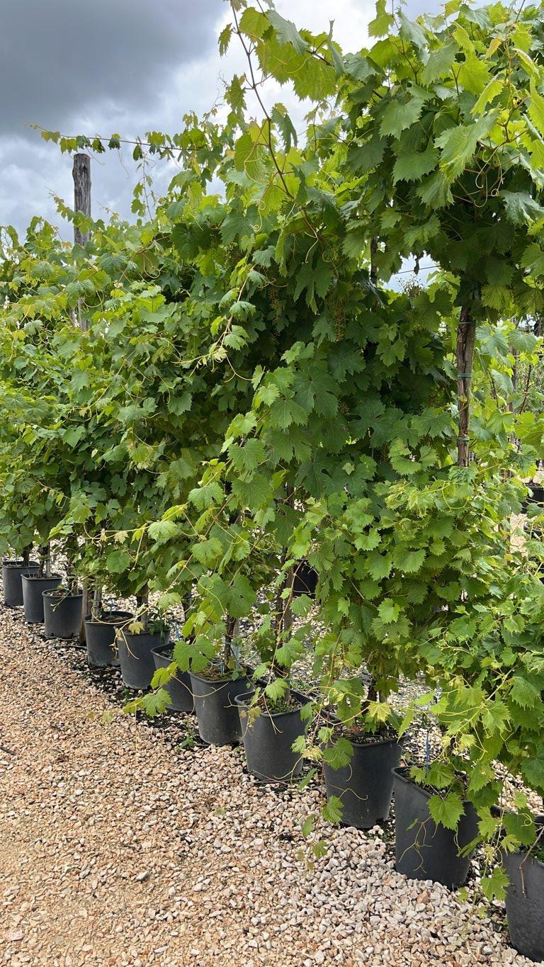 VITIS VINIFERA Vite comune