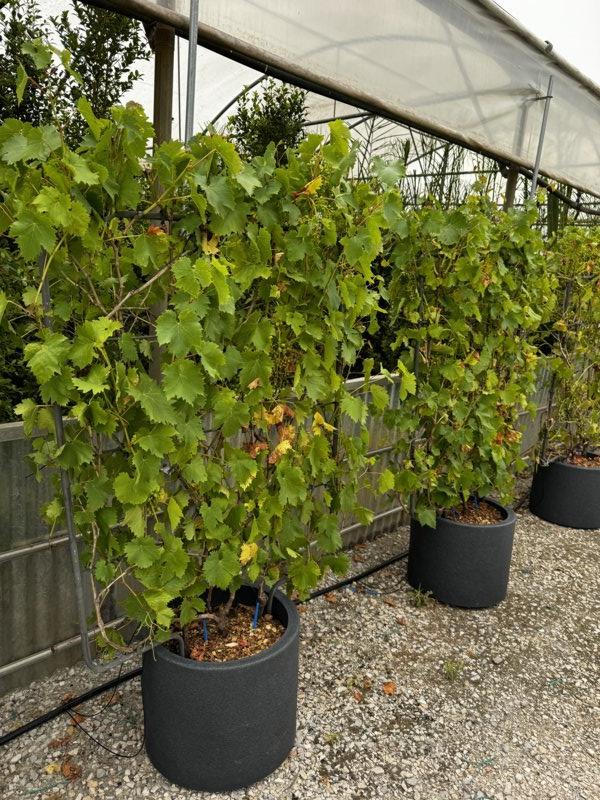 VITIS VINIFERA Vite comune