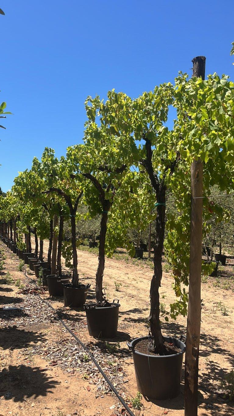 VITIS VINIFERA Vite comune
