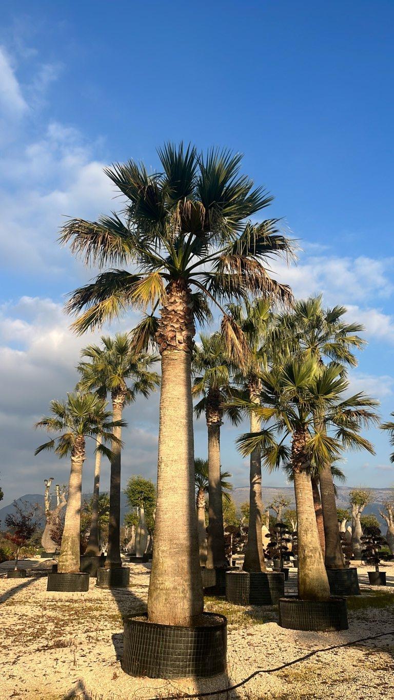 WASHINGTONIA FILIFERA Palma californiana