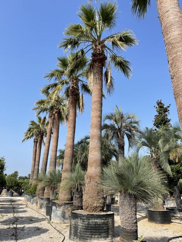 WASHINGTONIA FILIFERA Palma californiana