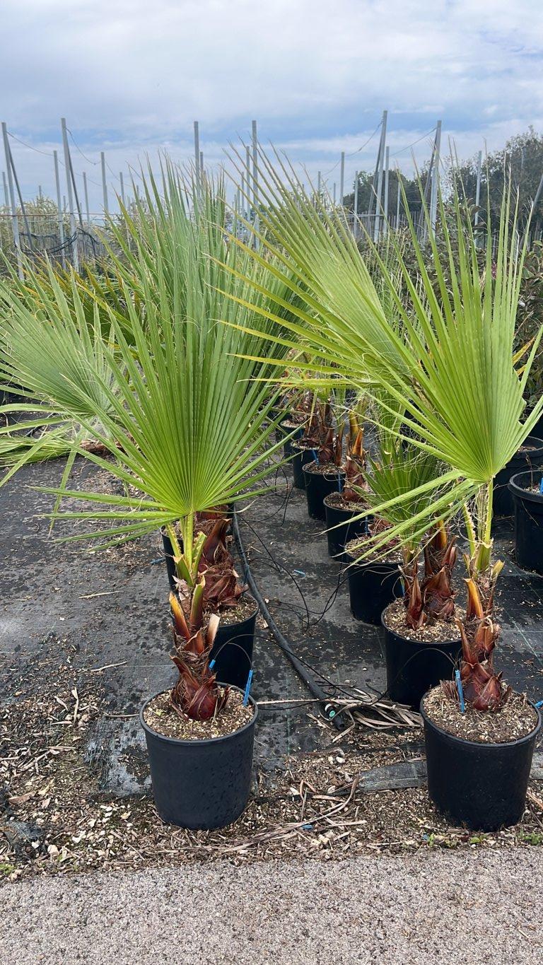 WASHINGTONIA FILIFERA Palma californiana