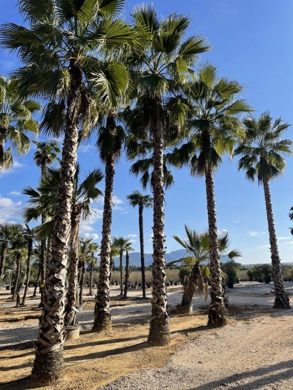 WASHINGTONIA ROBUSTA Palma messicana