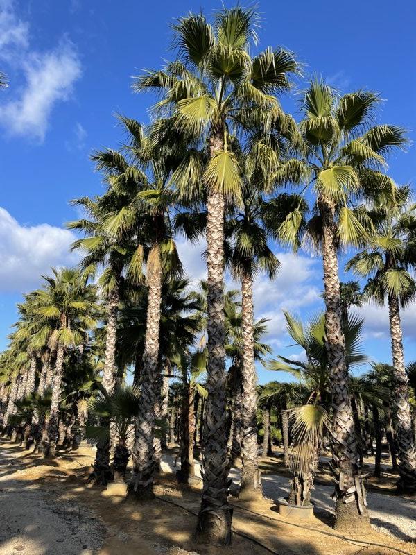 WASHINGTONIA ROBUSTA Palma messicana
