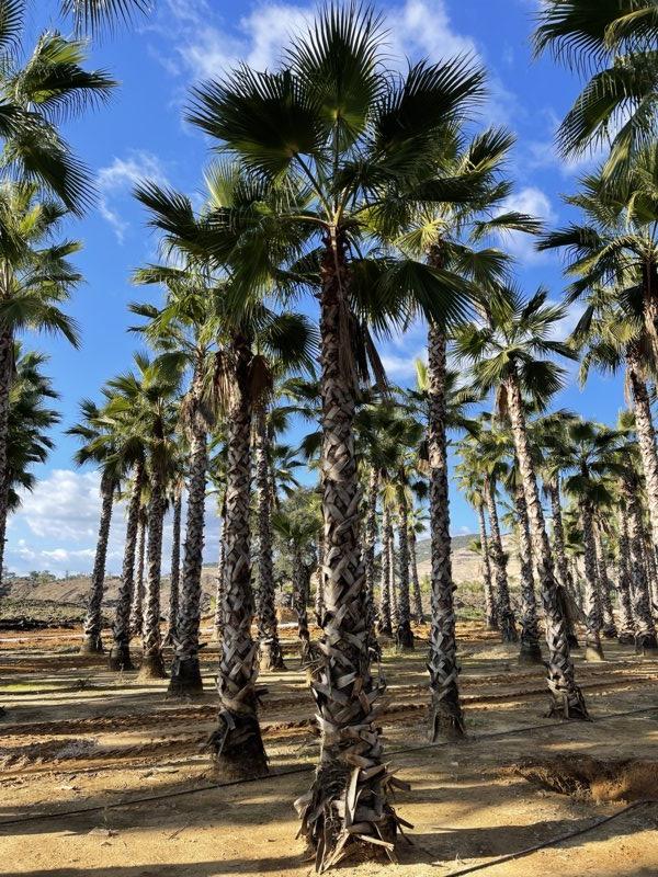 WASHINGTONIA ROBUSTA Palma messicana