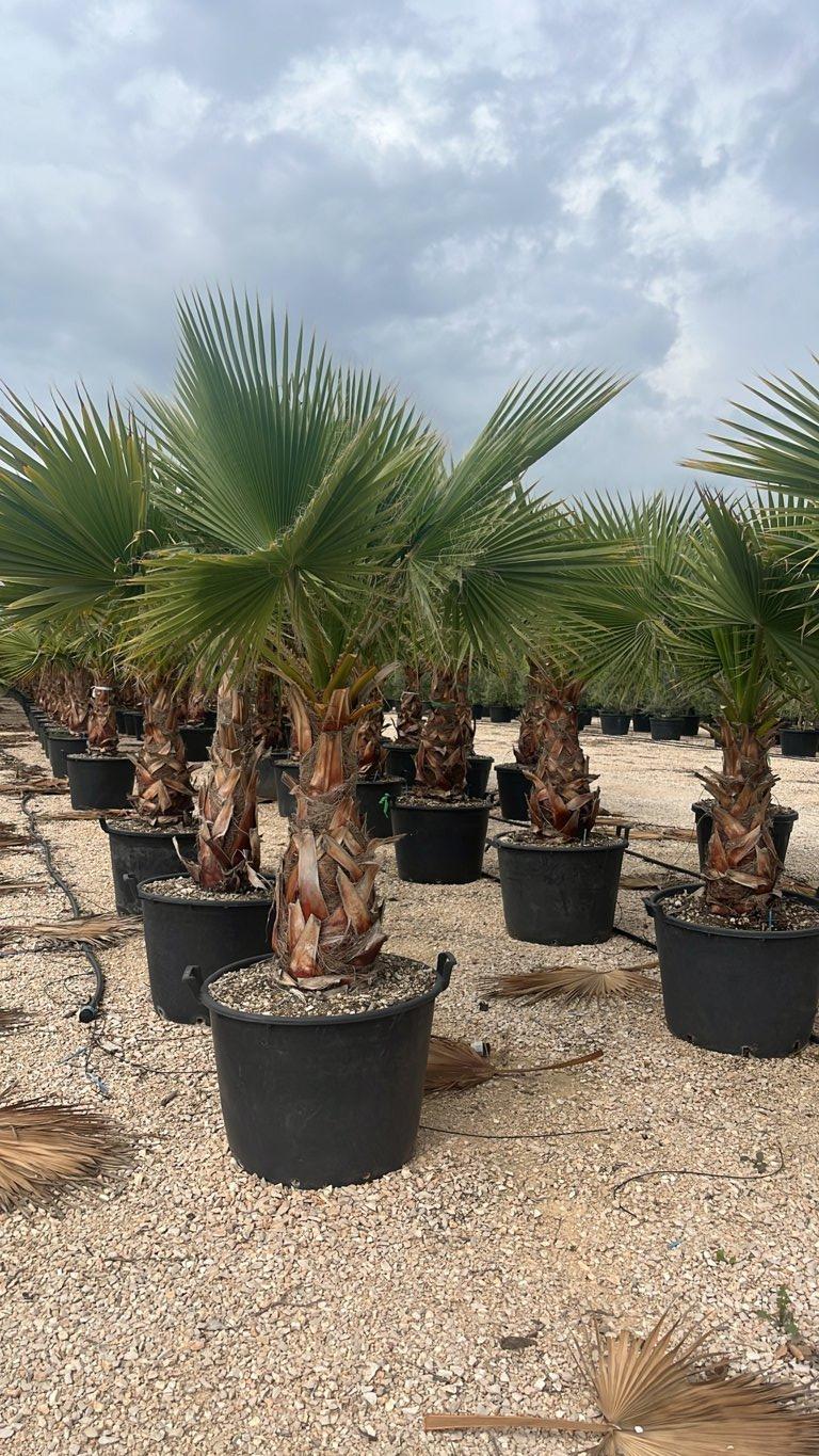 WASHINGTONIA ROBUSTA Palma messicana