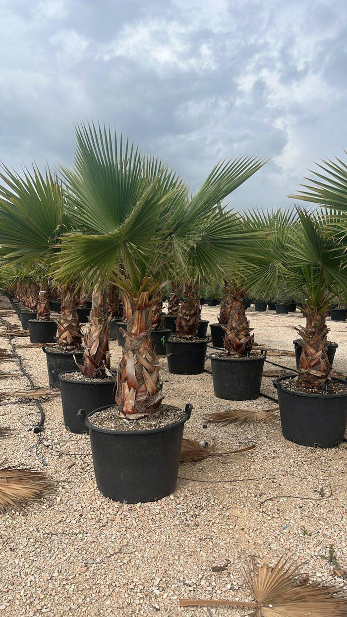 WASHINGTONIA ROBUSTA Palma messicana