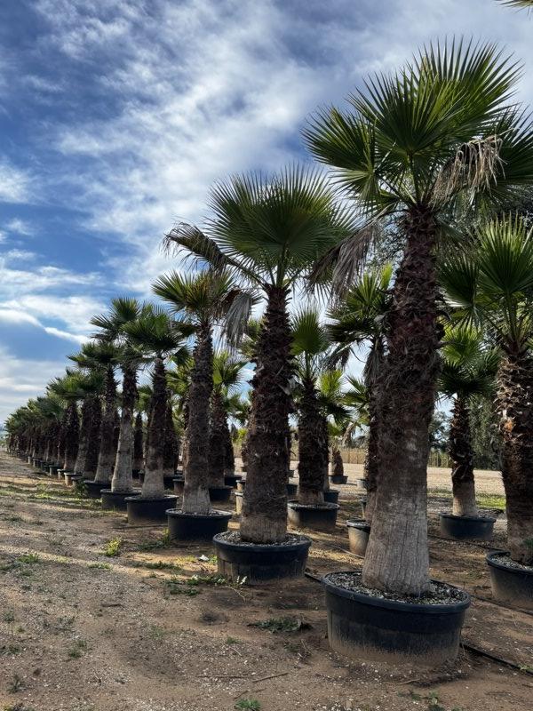 WASHINGTONIA ROBUSTA Palma messicana