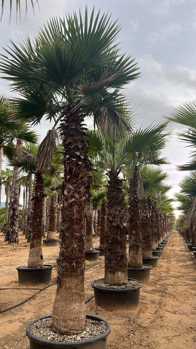 WASHINGTONIA ROBUSTA Palma messicana