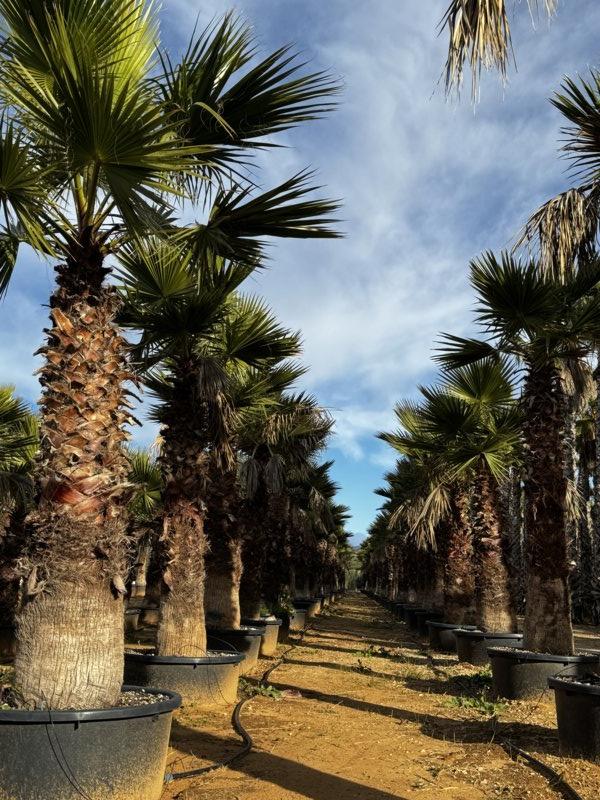 WASHINGTONIA ROBUSTA Palma messicana