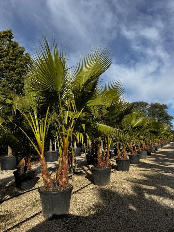 WASHINGTONIA ROBUSTA Palma messicana