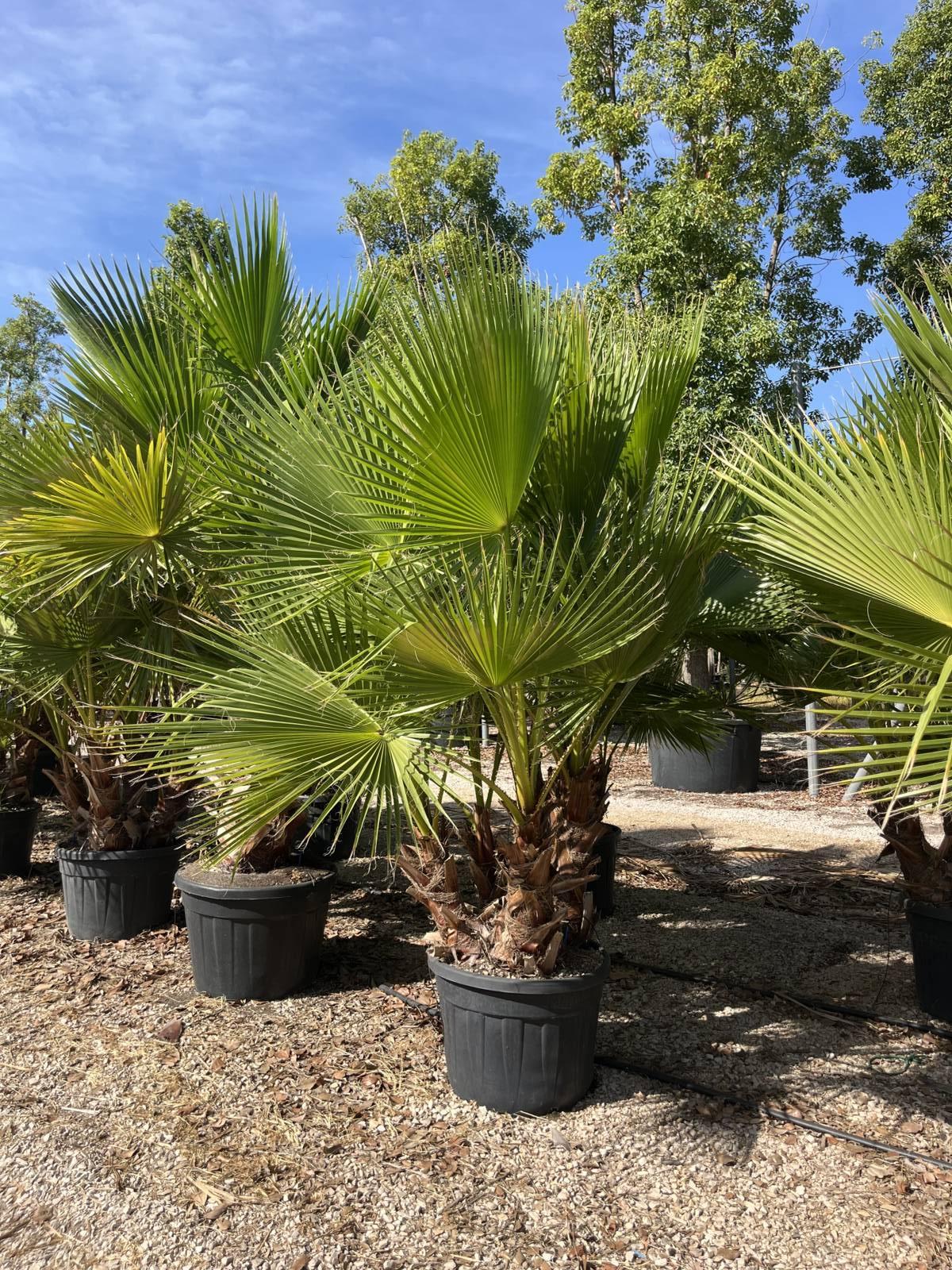 WASHINGTONIA ROBUSTA Palma messicana