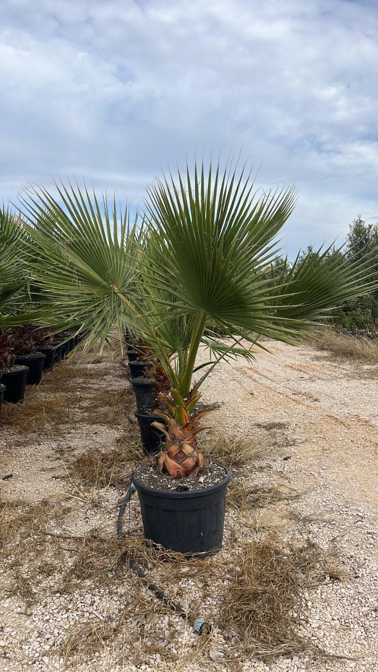 WASHINGTONIA ROBUSTA Palma messicana