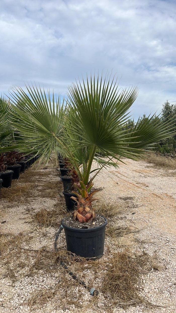 WASHINGTONIA ROBUSTA Palma messicana