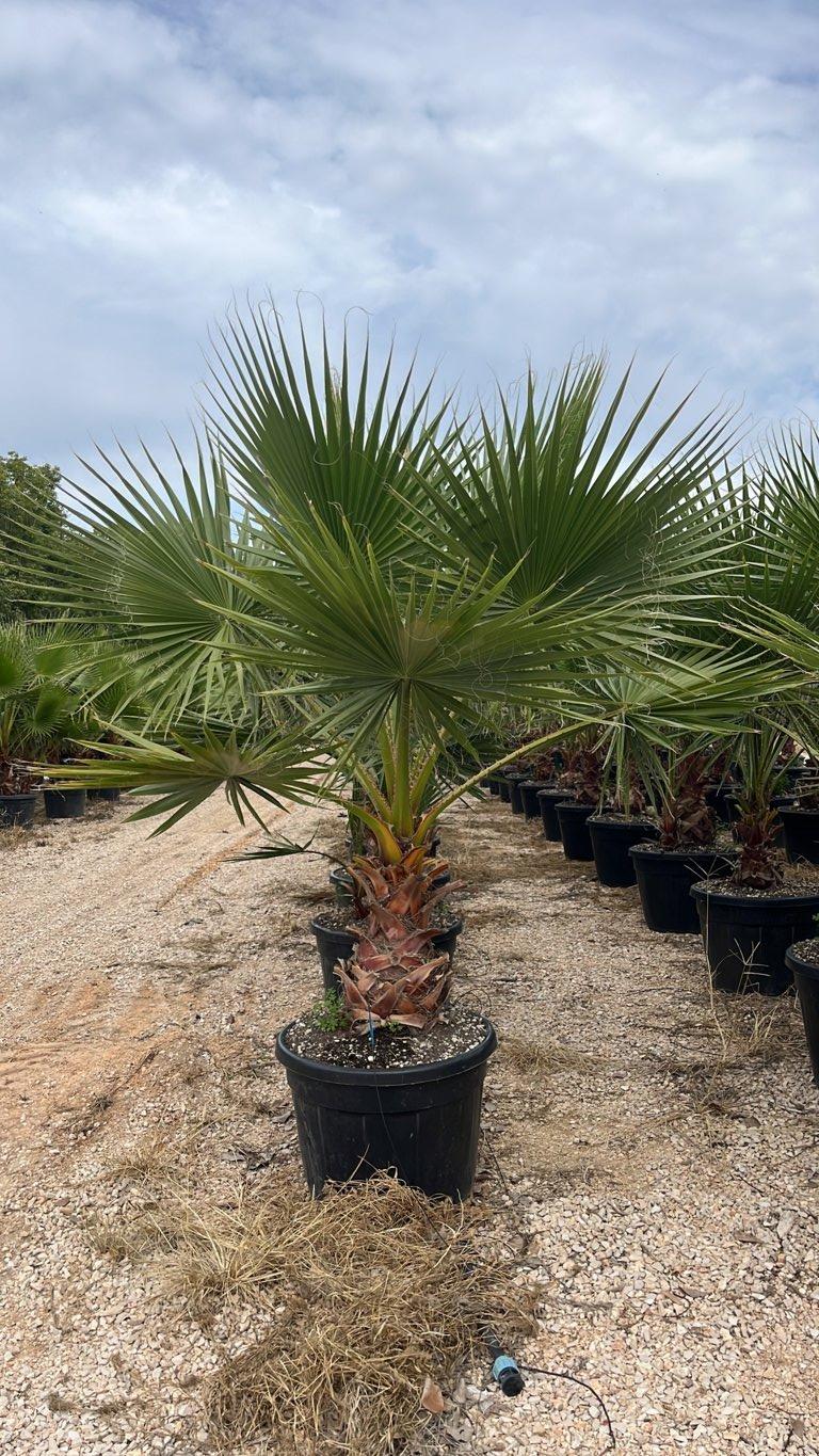 WASHINGTONIA ROBUSTA Palma messicana