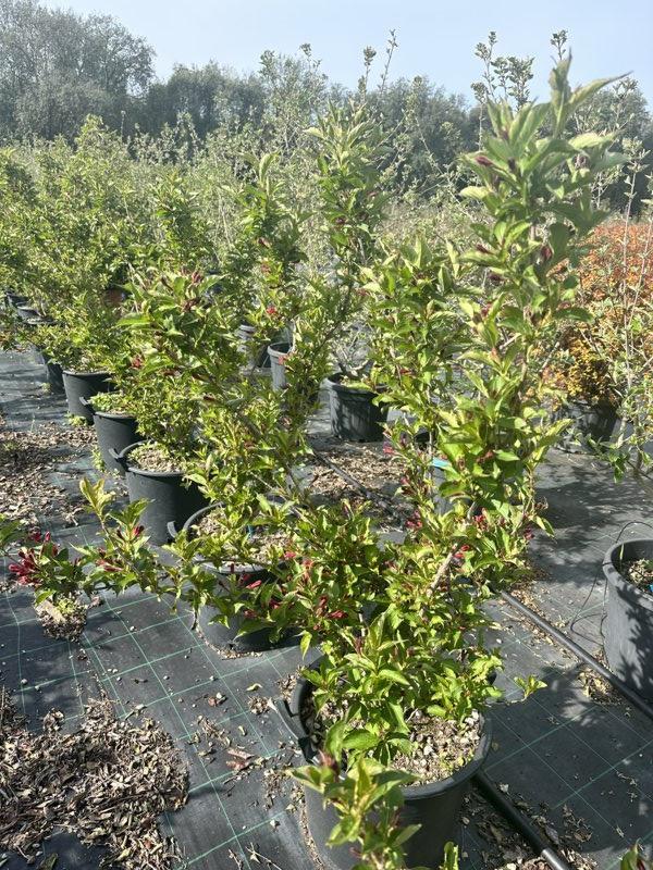 WEIGELA FLORIDA RED PRINCE Weigela
