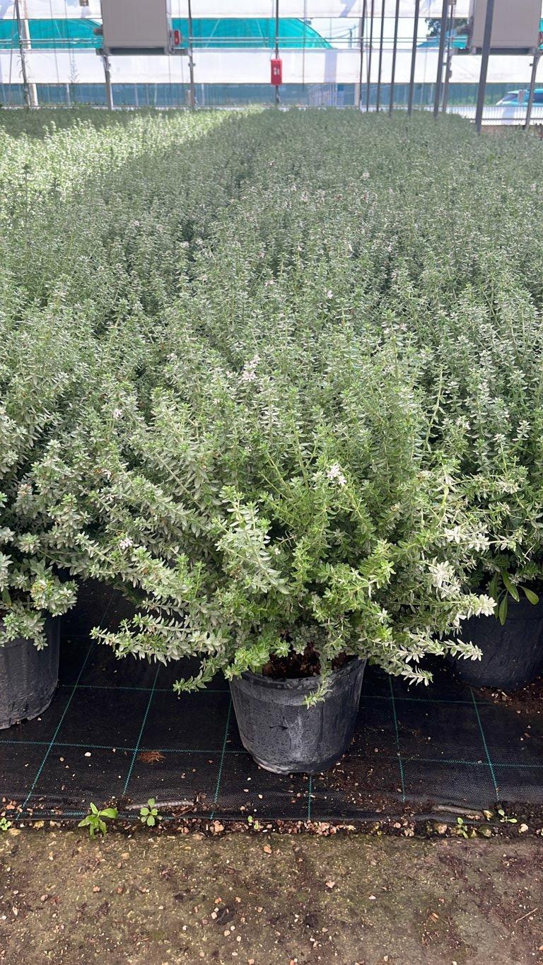 WESTRINGIA FRUTICOSA COMPACTA Westringia