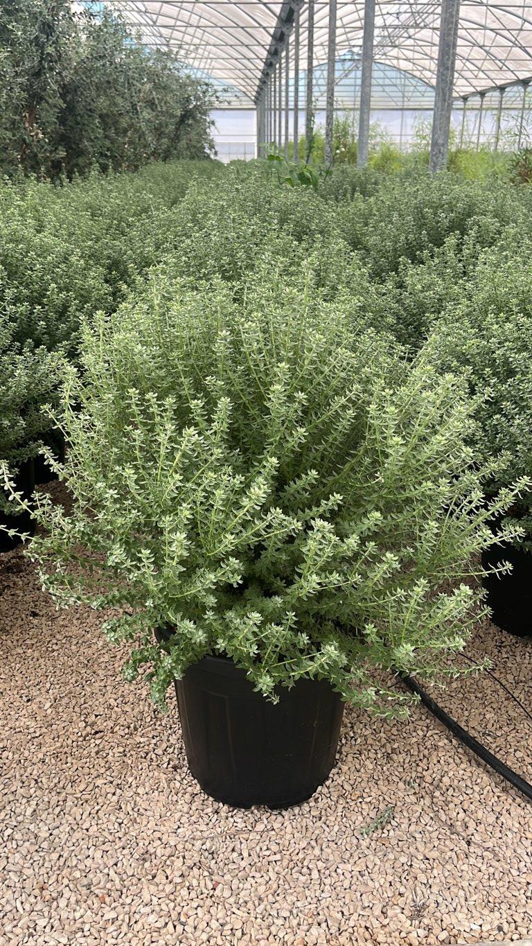 WESTRINGIA FRUTICOSA COMPACTA Westringia