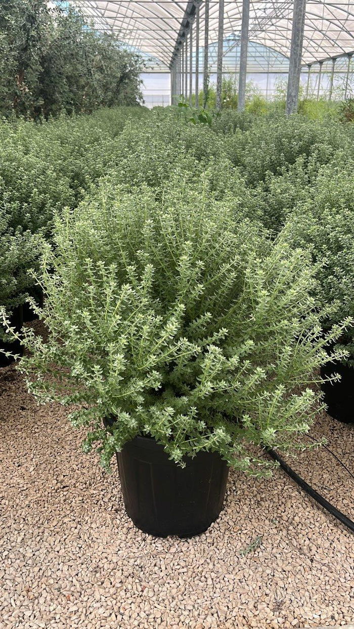 WESTRINGIA FRUTICOSA COMPACTA Westringia