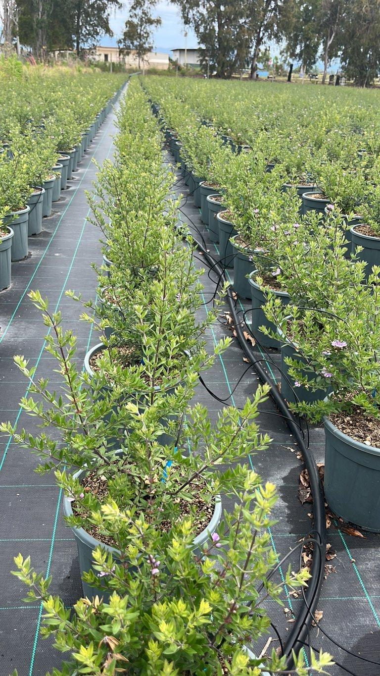 WESTRINGIA FRUTICOSA LILLA Westringia