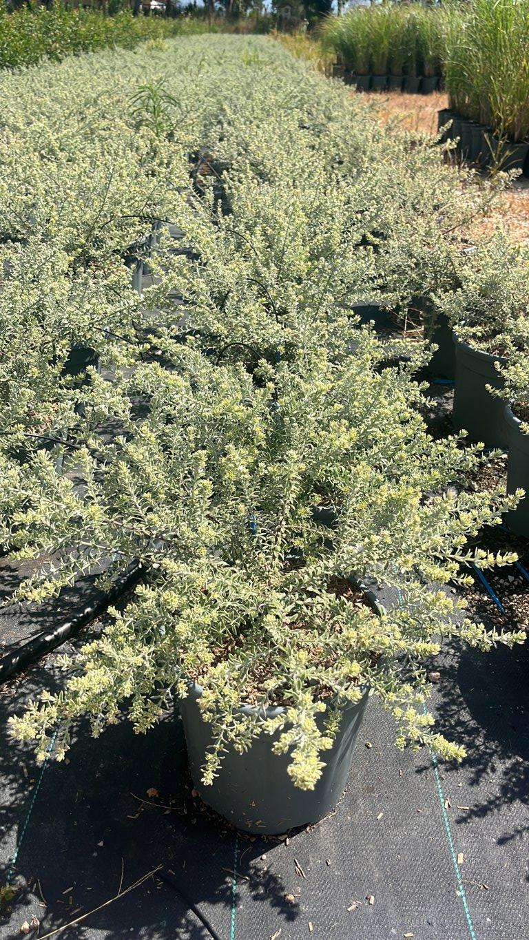WESTRINGIA FRUTICOSA VARIEGATA Westringia