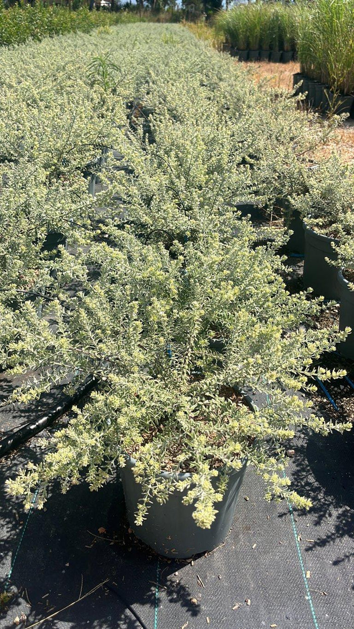 WESTRINGIA FRUTICOSA VARIEGATA Westringia