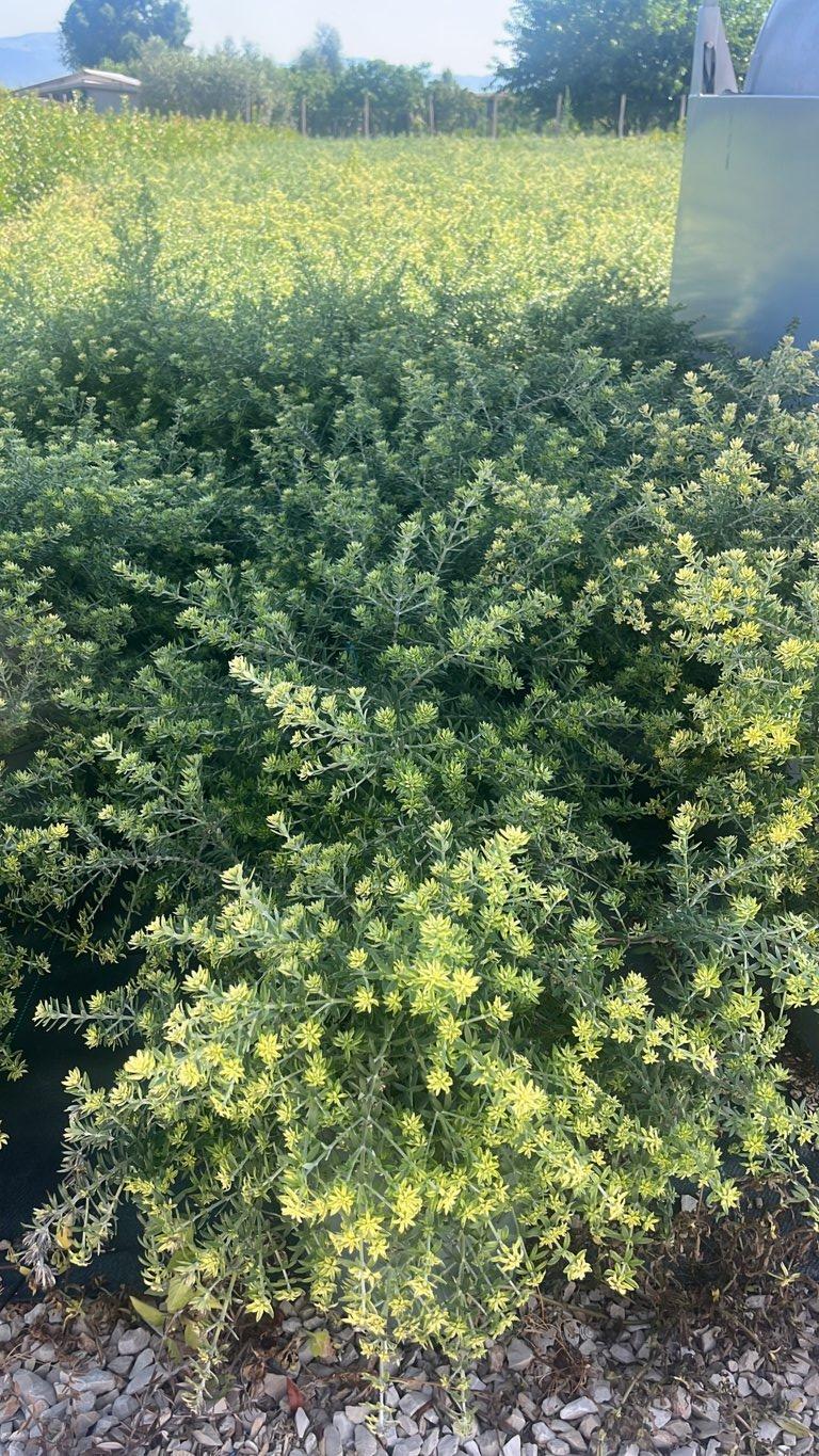WESTRINGIA FRUTICOSA Westringia