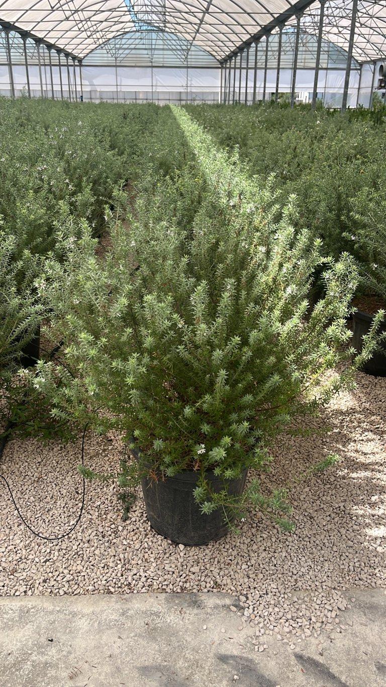 WESTRINGIA FRUTICOSA Westringia