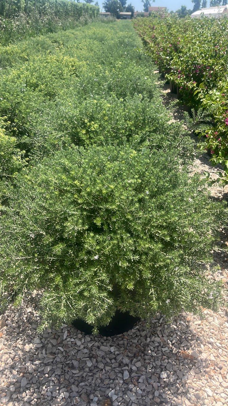 WESTRINGIA FRUTICOSA Westringia