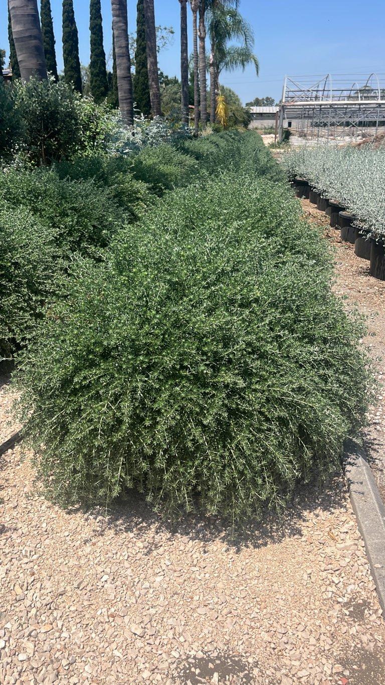 WESTRINGIA FRUTICOSA Westringia