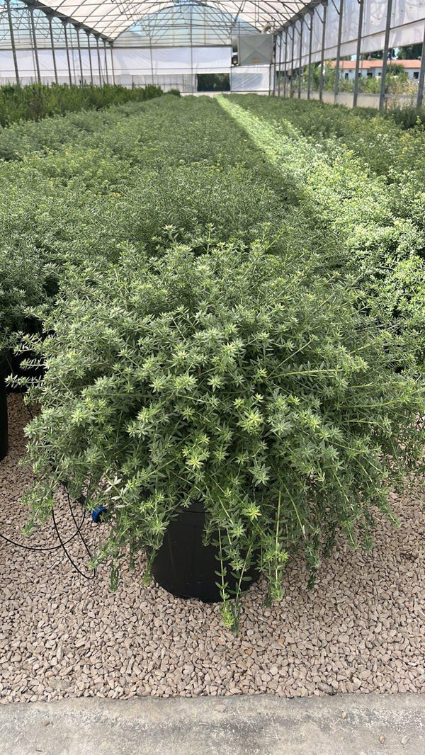 WESTRINGIA FRUTICOSA Westringia