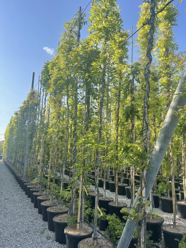 WISTERIA BRACHYBOTRYS MURASAKI KAPITAN Glicine